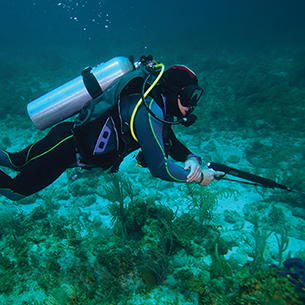 Spearfishing underwater in Puerto Vallarta bay